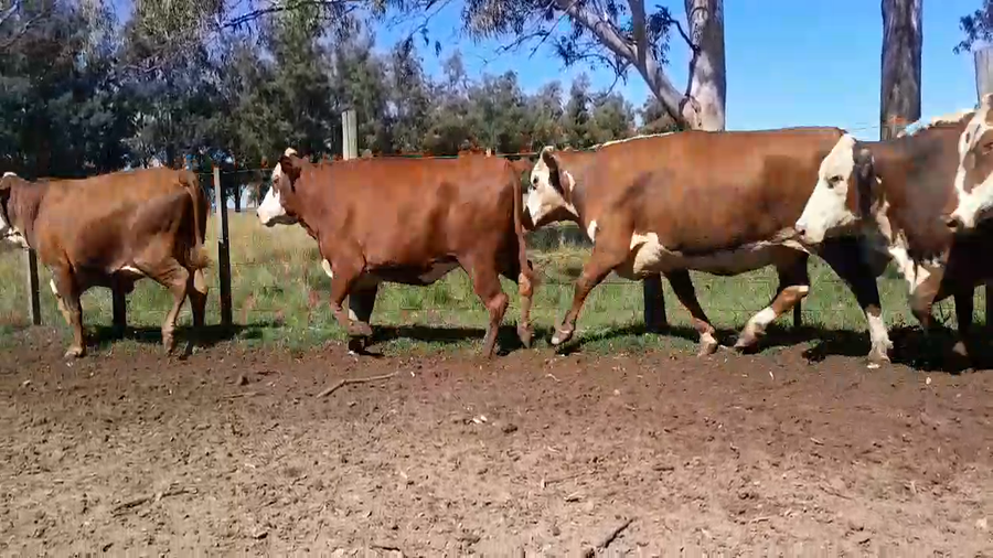 Lote 19 Vacas  en Corrientes, Paso de Los Libres