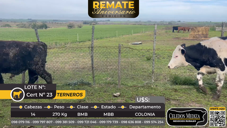 Lote 14 Terneros en Paso Antolín, Colonia