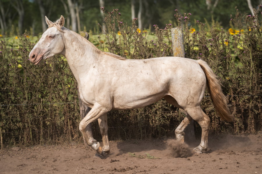 Lote PERDIDA BLANCA CHICA