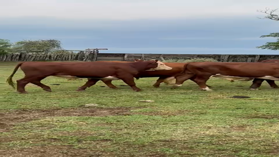 Lote 66 Novillos en Corrientes, Curuzu Cuatia