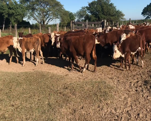 Lote 75 Terneros/as en Saladas, Corrientes