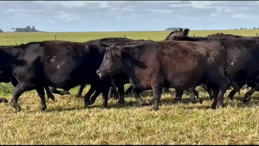 Lote 120 Vacas usadas preñadas