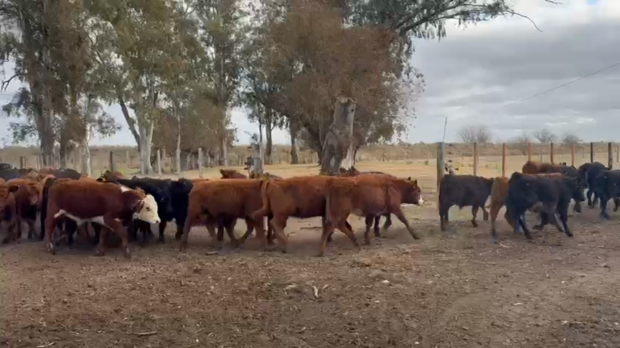 Lote 70 Terneros/as en Buenos Aires