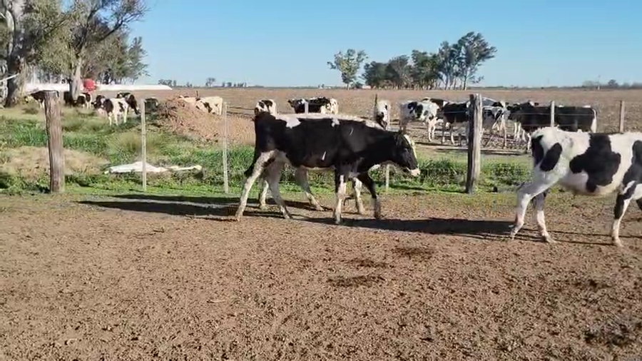 Lote 27 Novillitos Holando Argentino en Porteña, Córdoba