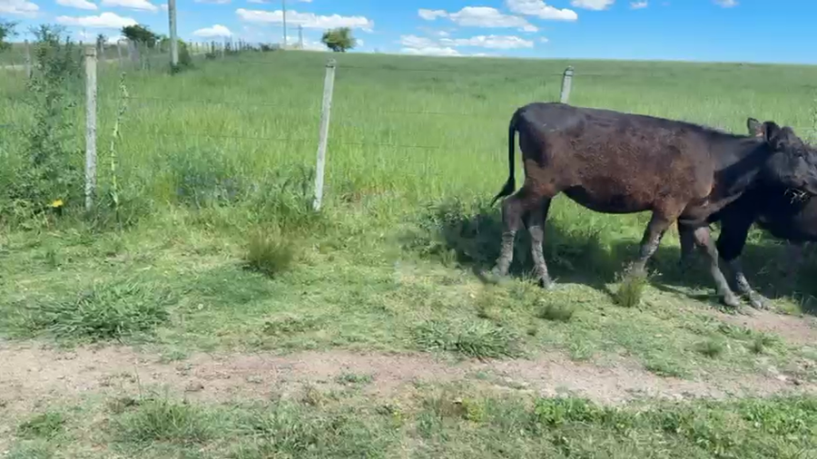 Lote TERNERAS