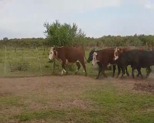 Lote 35 Novillos en Esquina, Corrientes
