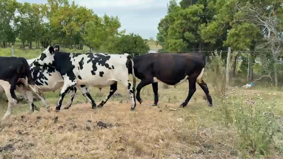 Lote NOVILLOS 1 a 2 AÑOS