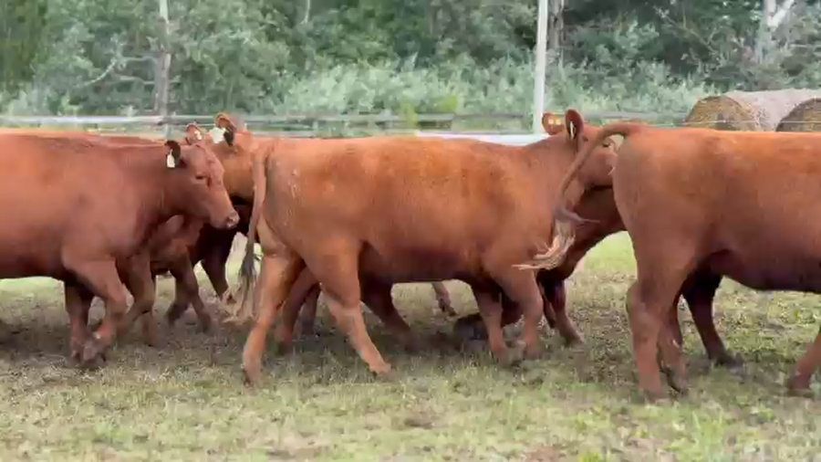 Lote 10 Vaquillonas preñadas