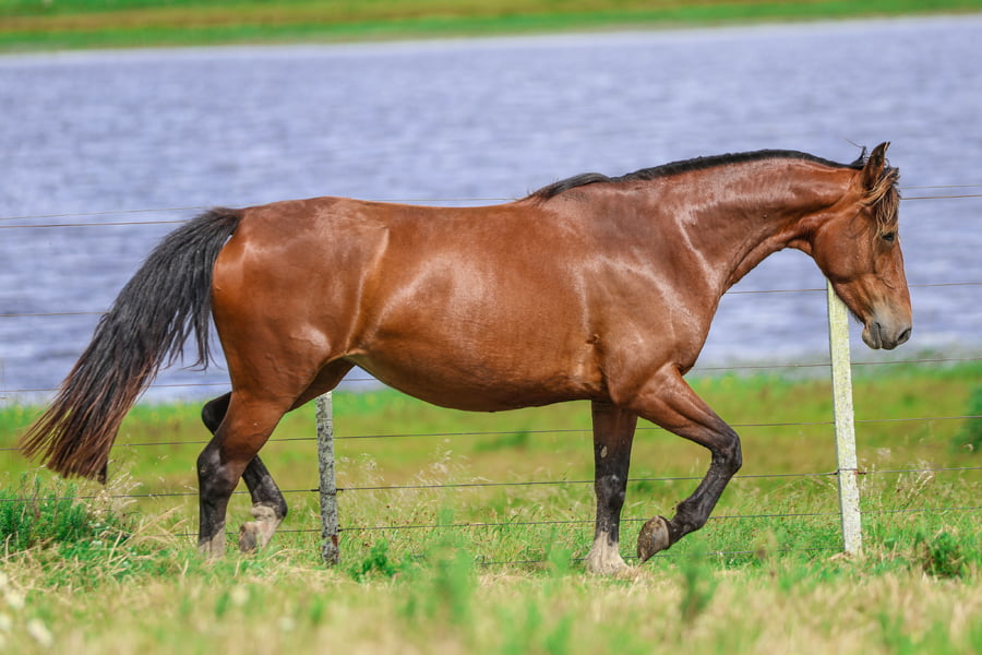 Lote CATANDUVA BELINDA