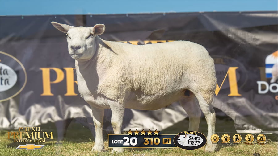 Lote Borregas a remate en 1º Texel Premium Internacional, Canelones