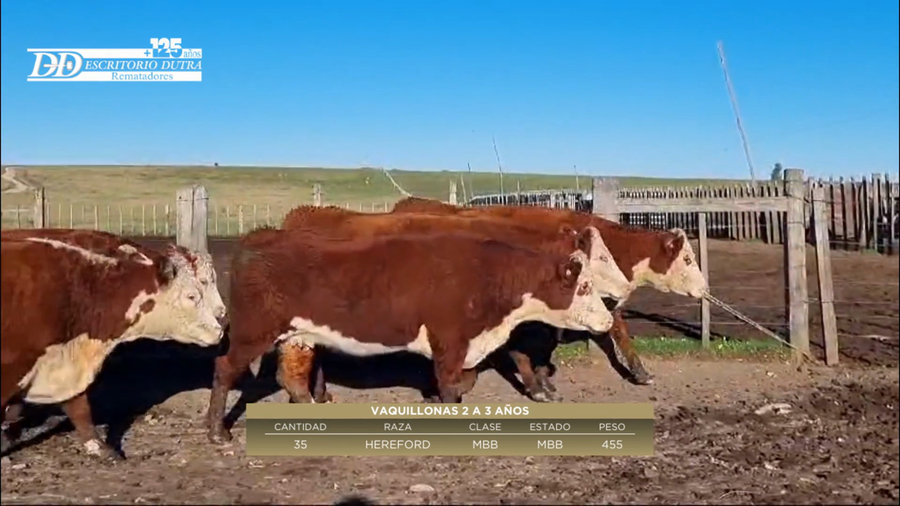 Lote 35 Vaquillonas más de 2 años 100% HE a remate en 6º Expo Nacional Hereford 455kg -  en Rincon de Los Tapes