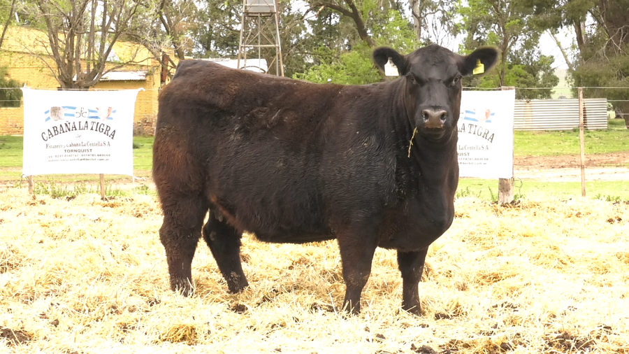 Lote HEMBRAS ANGUS PURAS DE PEDIGREE