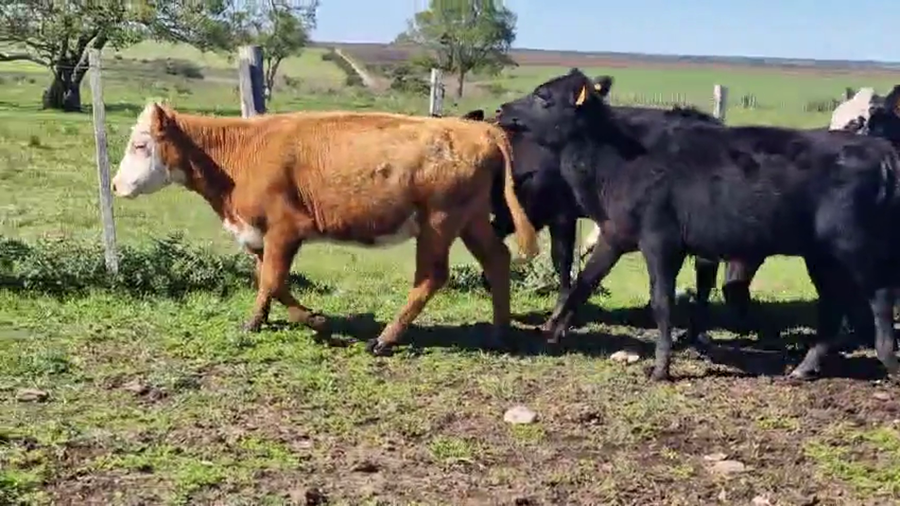 Lote 24 Terneras a remate en Pantalla Camy, San José