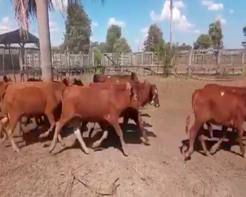 Lote 130 Terneros/as en Palo Santo, Formosa