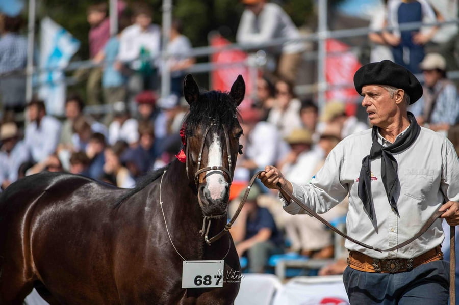 Lote EMBRIONES TARANTULA Y OLIMPICA