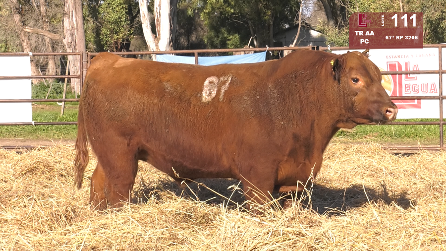 Lote TOROS ANGUS COLORADOS  PC