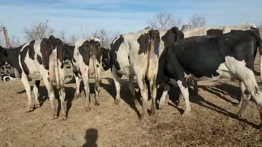 Lote Est. Don Osvaldo - Produccion