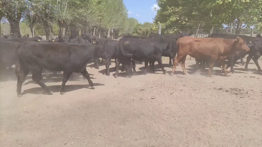 Lote 36 Terneras en Brandsen, Buenos Aires