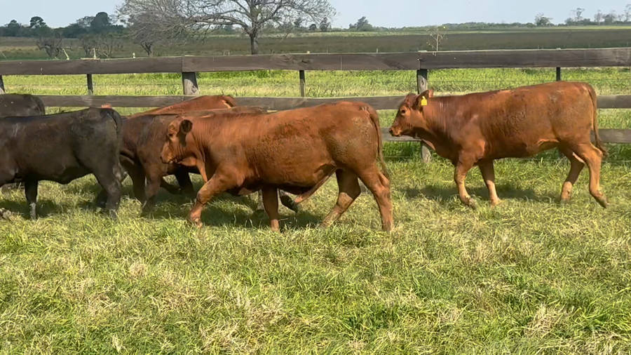 Lote 65 Terneros/as
