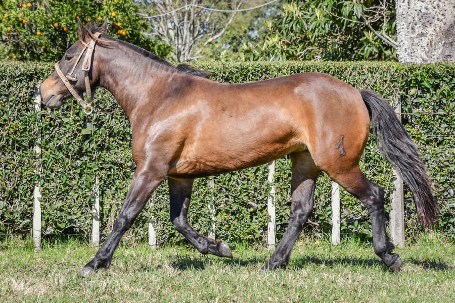 Lote Lote 2 - Tramposa del Paso rp 246