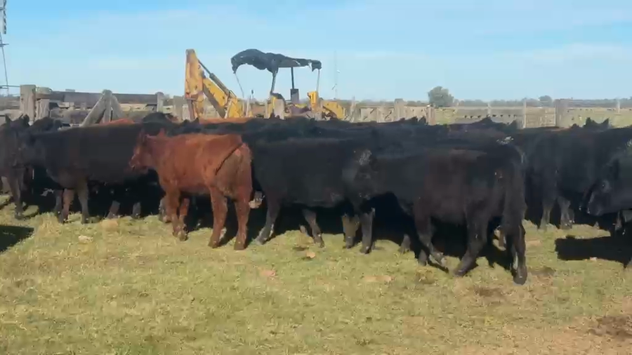 Lote 100 Terneras