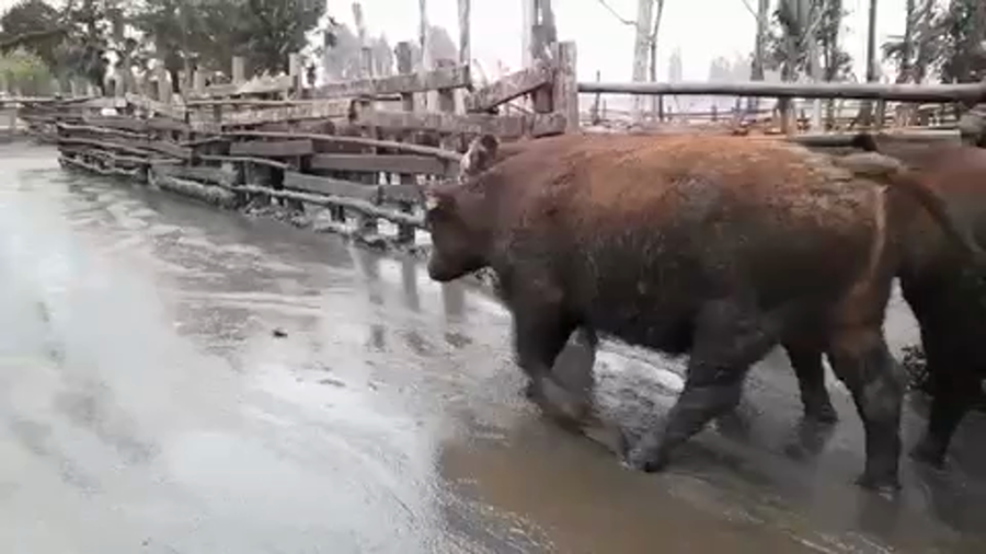 Lote 45 Novillo Gordo en Linares, VII  Región Maule