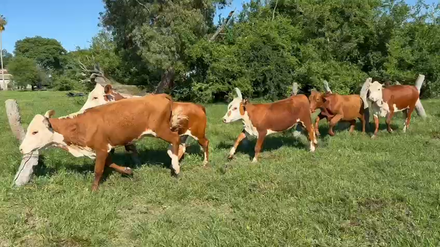 Lote 28 Vaquillonas