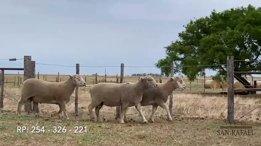 Lote Lote 1 Machos San Rafael