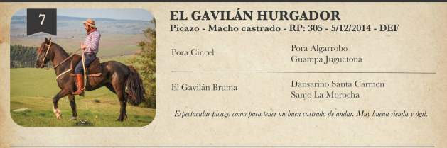 Lote Criollos da Fronteira El Gavilán Hurgador  RP: 305