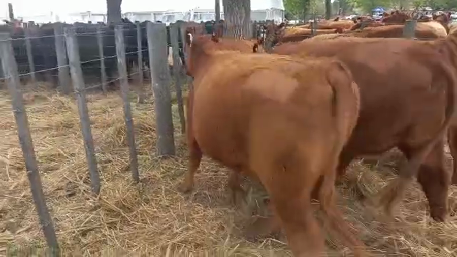 Lote "Corral 179 Vaq. Para Entorar Generales ""Cabaña Juancito de Juan Carlos Mayoral"""