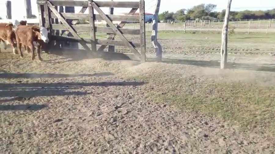 Lote 80 Terneros en Corrientes, Sauce