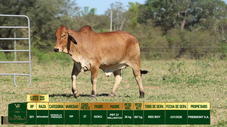 Lote LOTE 5