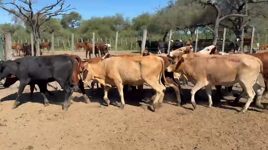 Lote 170 Vaquillonas en Formosa, Estanislao Del Campo
