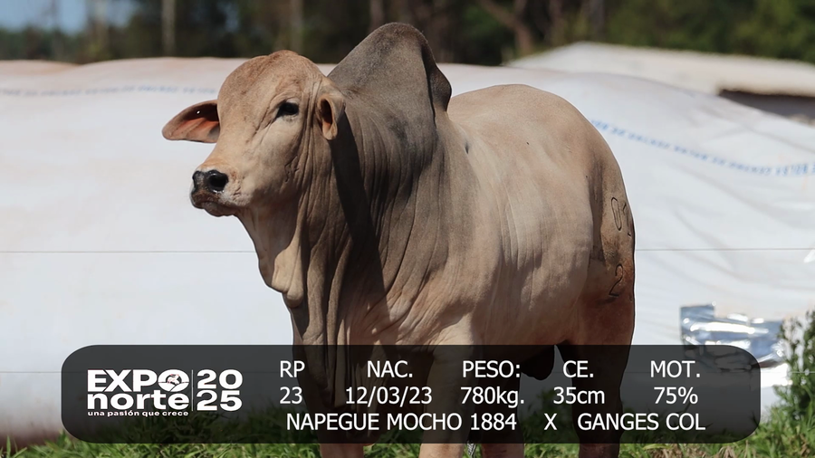 Lote ISABEL