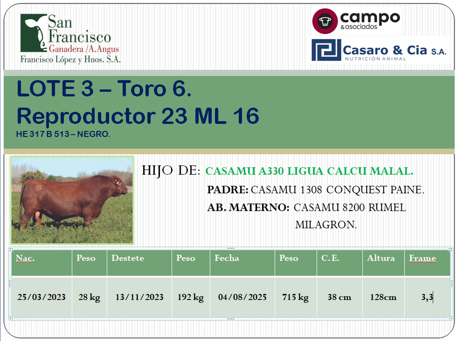 Lote TOROS ANGUS PC. San Francisco