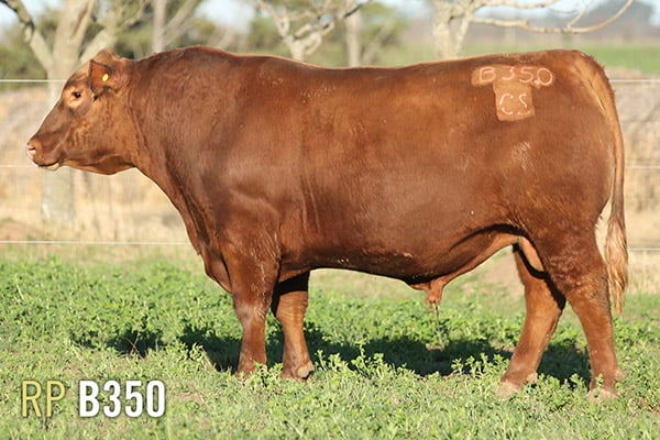 Lote 3 TOROS PUROS DE PEDIGREE