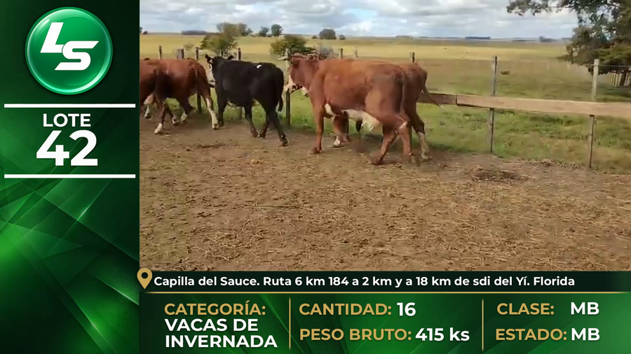 Lote LOTE 42