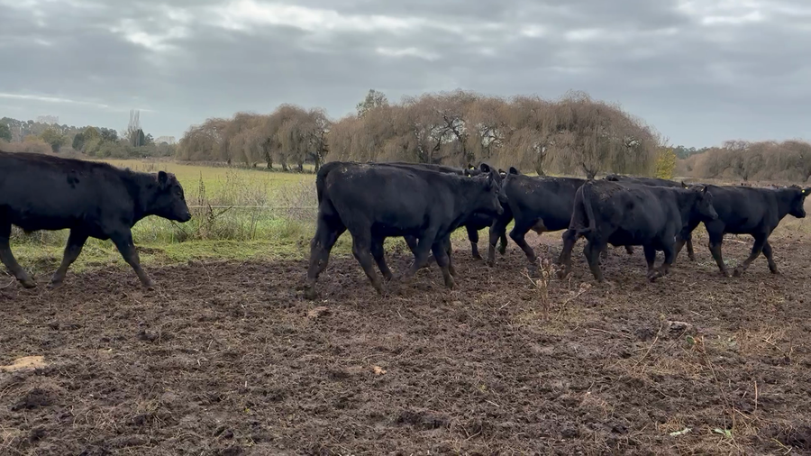 Lote 25 Novillo Engorda en Osorno, X Región Los Lagos