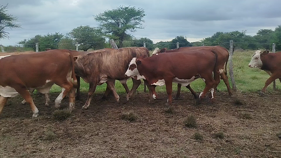 Lote 30 Novillitos y vaquillonas en Corrientes, Curuzu Cuatia