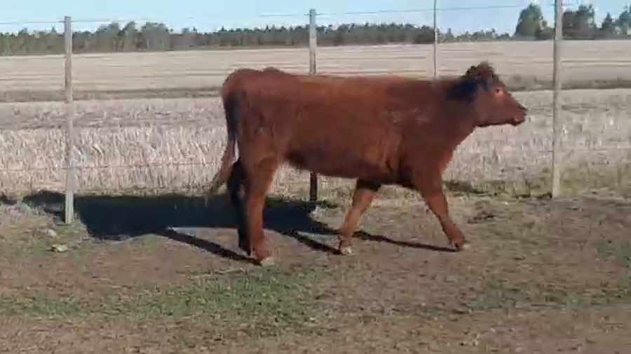 Lote 6 Vaquillonas cruzas