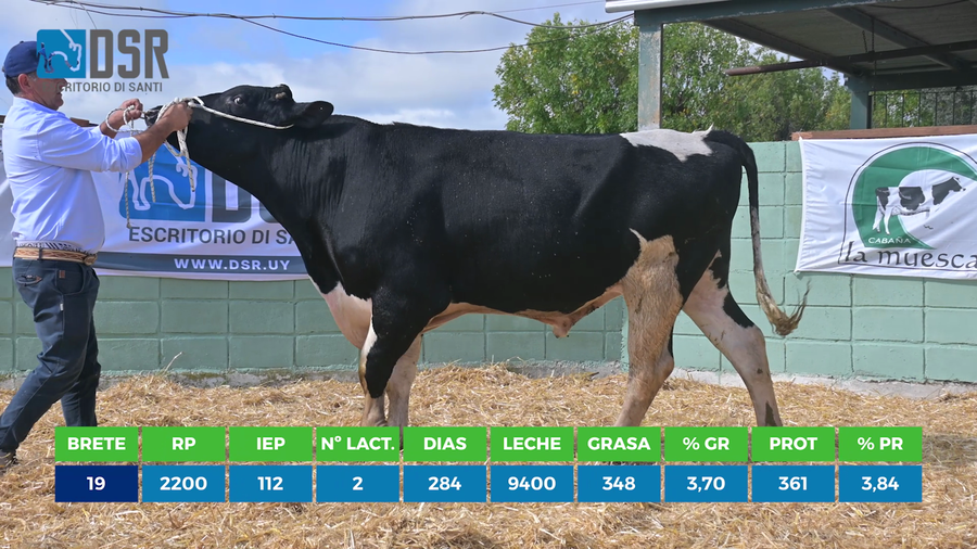Lote Toros a remate en 11º Remate anual de Cabaña La Muesca, Florida