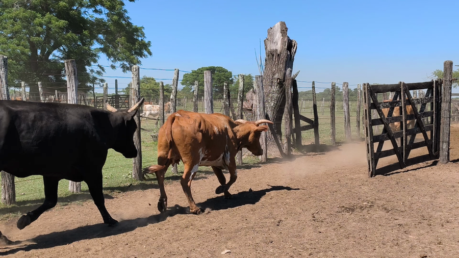 Lote 35 Vacas de invernar