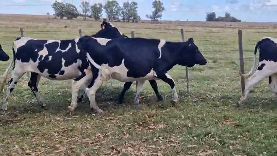 Lote 5 Vaquillonas  a remate en Pantalla Camy, San José