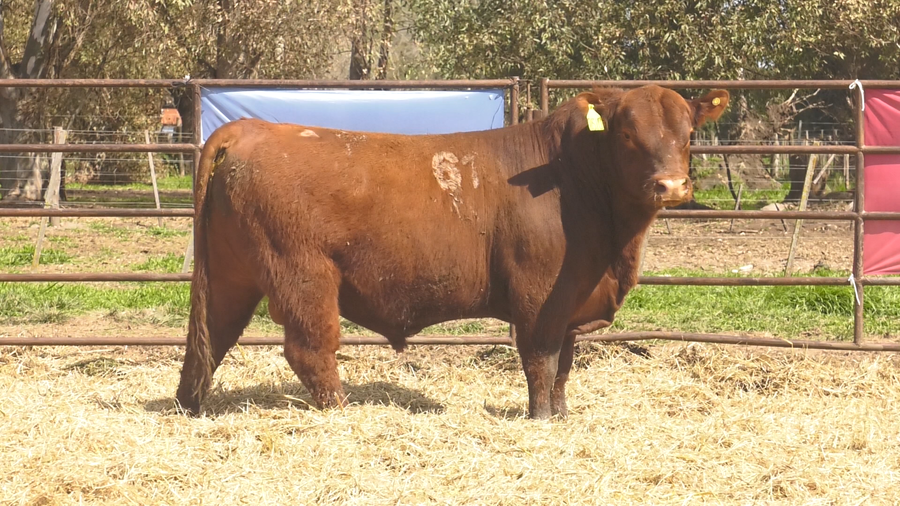 Lote TOROS ANGUS COLORADOS PC