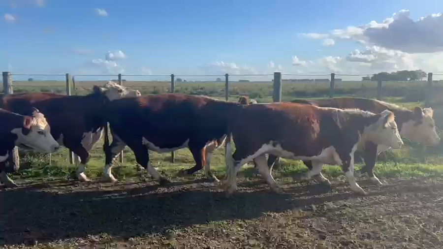 Lote 34 Vacas de 1/4 a 1/2 uso C/ gtia de preñez