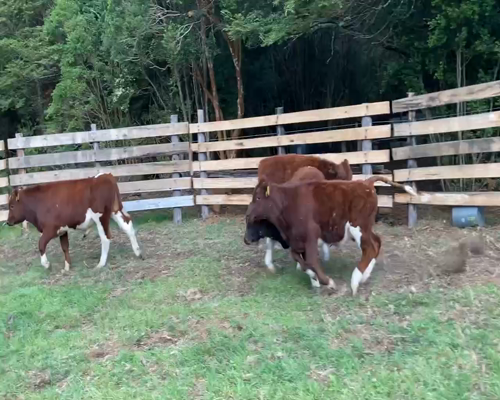 Lote 22 Ternero en Cisnes, XI Región Aysén