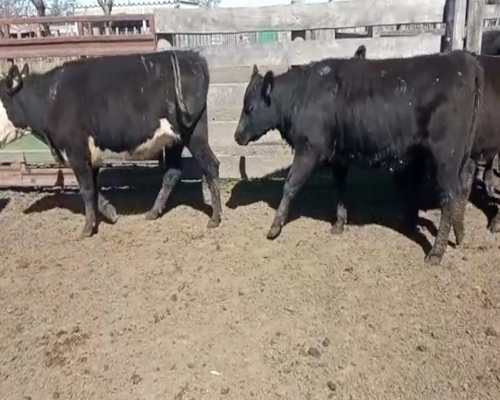 Lote (Vendido)24 Vaquillonas  Angus y cruza a remate en 1º Remate Virtual 303kg -  en Colonia Italia