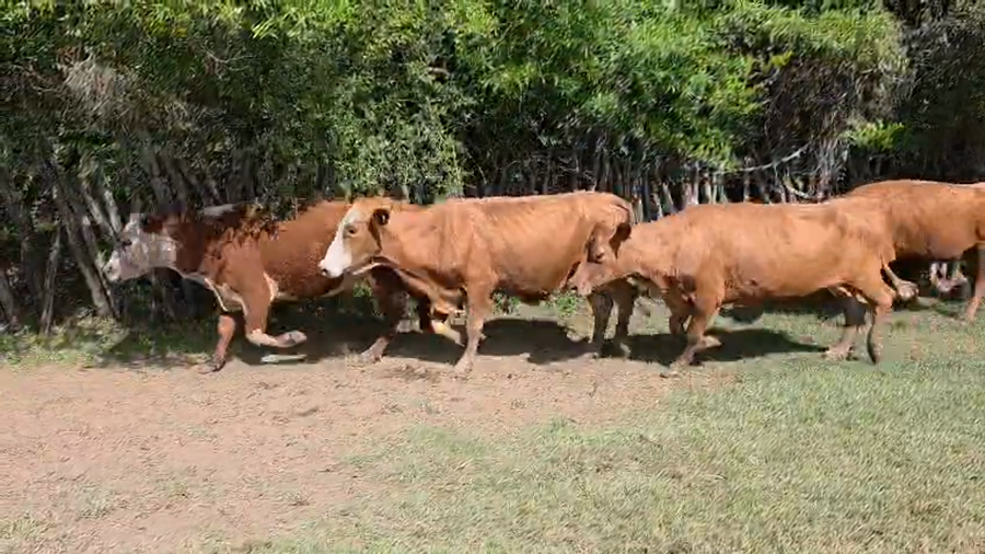 Lote 60 Vacas de invernar en Corrientes, Mocoretá