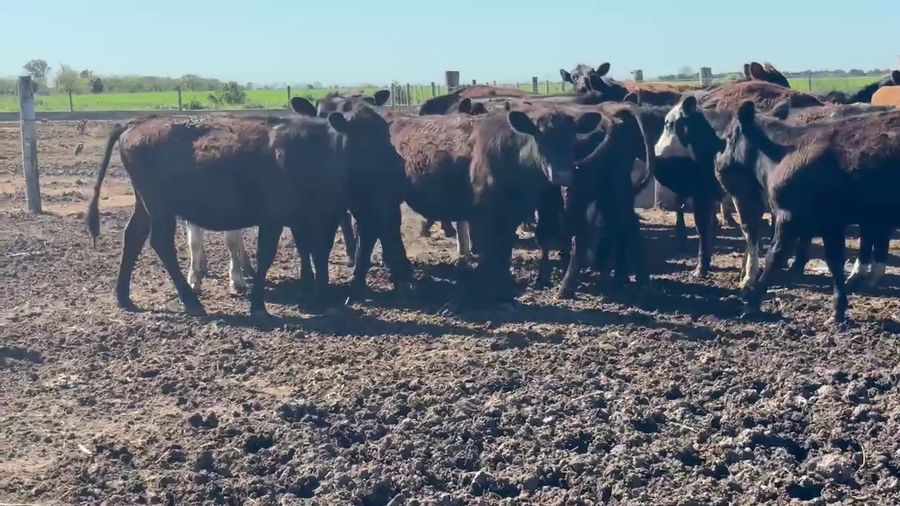 Lote 22 Terneras Angus Negro y colorado, cruzas en Col. Valtelina, Córdoba
