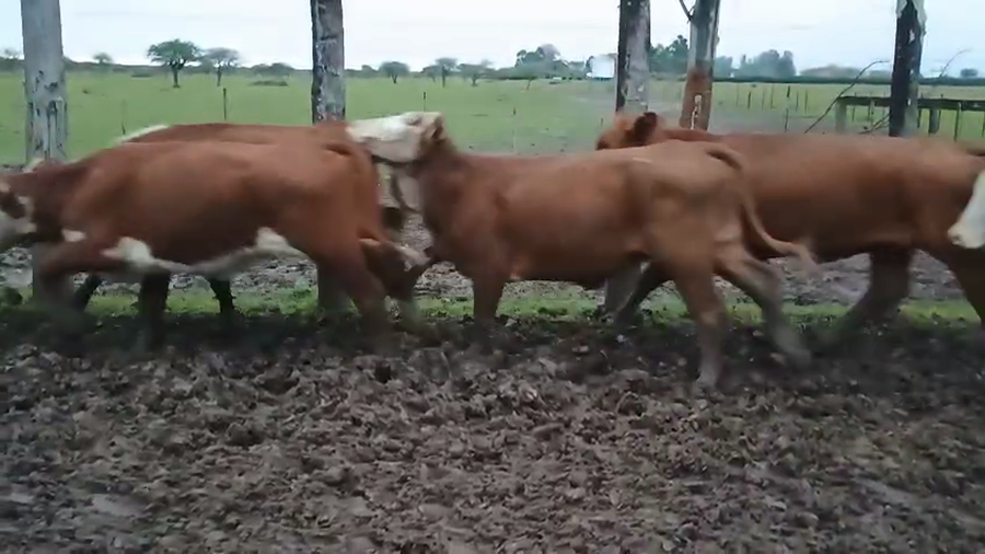 Lote 36 Vacas de invernar